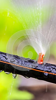 Garden sprinkler watering in home flower gardeen