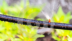 Garden sprinkler watering in home flower gardeen