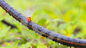 Garden sprinkler watering in home flower gardeen