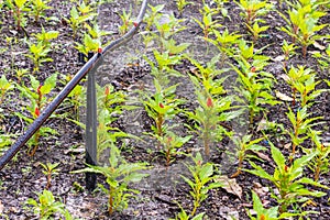 Garden sprinkler watering in home flower gardeen