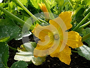 Garden: squash flower - h