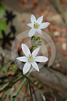 Garden star-of-Bethlehem