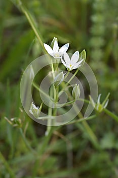 Garden star-of-Bethlehem