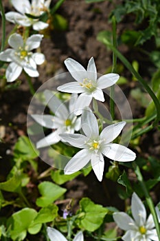 Garden star-of-Bethlehem