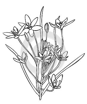 Garden star-of-Bethlehem, or grass lily Ornithogalum umbellatum , ornamental and medicinal plant. Vector illustration