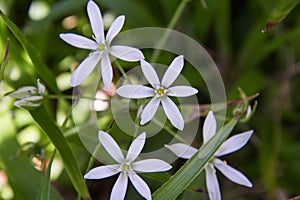 The Garden star-of-bethlehem Ornithogalum umbellatum