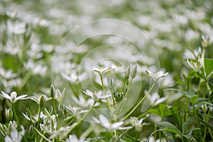 Garden star-of-Bethlehem Ornithogalum umbellatum, field of flowers