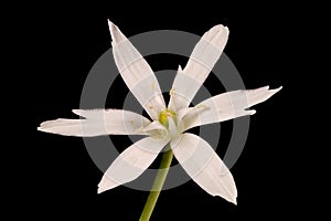 Garden Star-of-Bethlehem (Ornithogalum umbellatum). Flower Closeup