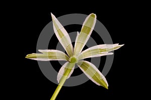 Garden Star-of-Bethlehem (Ornithogalum umbellatum). Flower Closeup