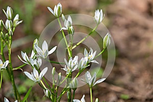 Garden star of bethlehem (ornithogalum umbellatum) flowers