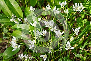 Garden star of bethlehem (ornithogalum umbellatum) flowers