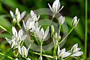 Garden star of bethlehem (ornithogalum umbellatum) flowers