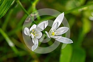 Garden star of bethlehem (ornithogalum umbellatum) flowers