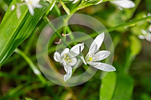 Garden star of bethlehem (ornithogalum umbellatum) flowers