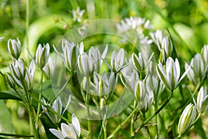 Garden star of bethlehem (ornithogalum umbellatum) flowers