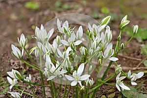 Garden star of bethlehem (ornithogalum umbellatum) flowers