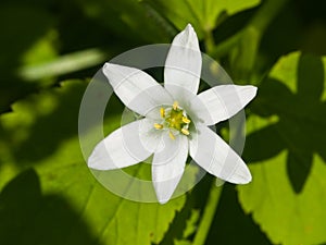 Garden star of Bethlehem or Ornithogalum umbellatum in grass macro, selective focus, shallow DOF