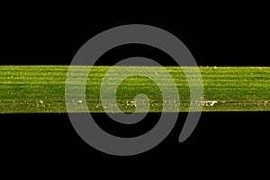 Garden Star-of-Bethlehem (Ornithogalum umbellatum). Leaf Detail Closeup