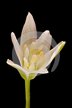 Garden Star-of-Bethlehem (Ornithogalum umbellatum). Opening Flower Closeup