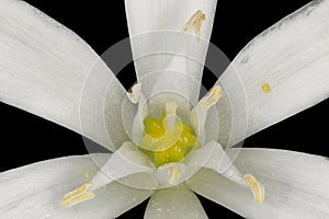 Garden Star-of-Bethlehem (Ornithogalum umbellatum). Pistil and Stamens Closeup