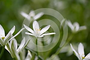 Garden star-of-Bethlehem Ornithogalum umbellatum, white inflorescence