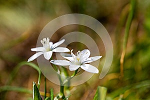 Garden star-of-betlehem  Grass lily flower