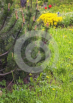 Garden in Stary Smokovec at May. Slovakia