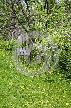Garden in Stary Smokovec at May. Slovakia