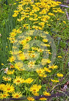 Garden in Stary Smokovec at May. Slovakia