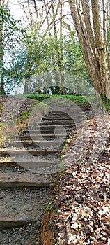 Garden steps in wooded area.