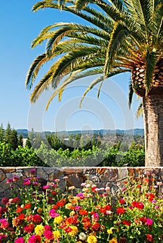 A garden and stone wall under a palm tree