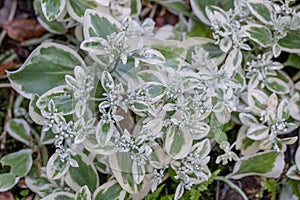 Garden stonecrop Sedum erythrostictum Frosty Morn variegated leaves