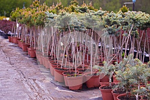 Garden store center with many of young coniferous trees.