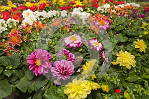 Garden Store Flowers