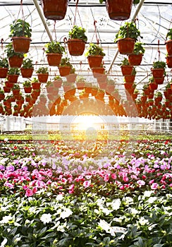 Garden Store Greenhouse