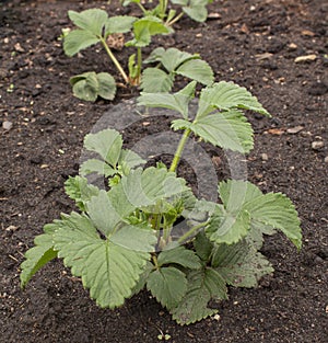 Garden strawberries. Beds with strawberry bushes after the rain. Moist soil.