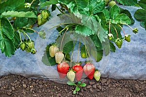 Garden strawberries are planted on agrofibre.