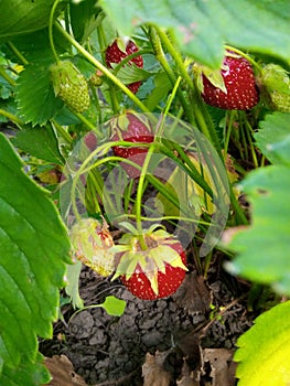 garden strawberries red ripe berries stem green leaves