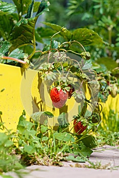 Garden strawberry