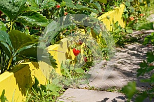 Garden strawberry