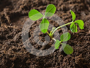 Garden strawberry Bush in black fertile soil.