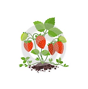 Garden strawberry bush plant with large red ripe berries. Growing in the soil. Fragaria moschata. Harvest. Vector.