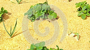 A garden with strawberry bushes prepared for winter in a garden with sawdust. A natural method of isolating the soil before