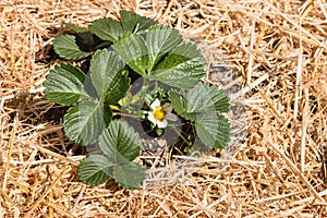 Garden strawberry plant with flowers and unripe strawberries growing on straw in organic garden