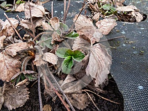 Garden strawberry plant starting to grow after a period of dormancy in the winter with bright fresh green leaves in early spring