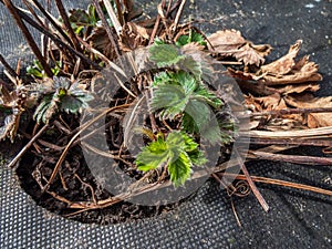 Garden strawberry plant starting to grow after a period of dormancy in the winter with bright fresh green leaves in early spring
