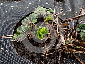 Garden strawberry plant starting to grow after a period of dormancy in the winter with bright fresh green leaves in early spring