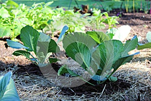 Garden, summer, brassicas, cabbage, sunshine