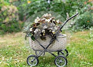 The garden in summer, various plants and flowers, the concept of gardening as a hobby, garden decoration in the background