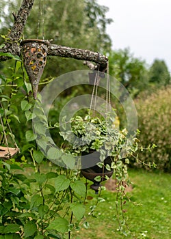 The garden in summer, various plants and flowers, the concept of gardening as a hobby, garden decoration in the background